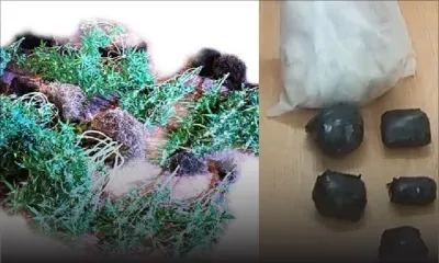 Roche-Bois : saisie de Rs 13,6 millions d’héroïne et des plants de cannabis chez un habitant de la région