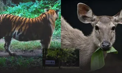 En Thaïlande, des proies lâchées dans la jungle pour sauver les tigres