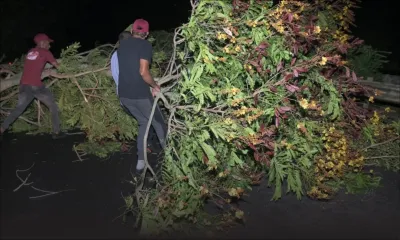 [En images] La route de Beau-Plan vers Port-Louis obstruée par la chute d’arbres