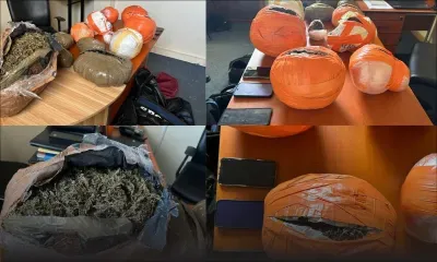 Opération policière dans le nord de Maurice: importante saisie de cannabis