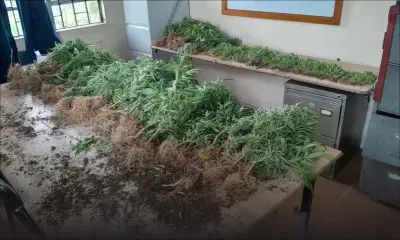 Mare-Longue : Rs 8,2 millions de cannabis déracinés