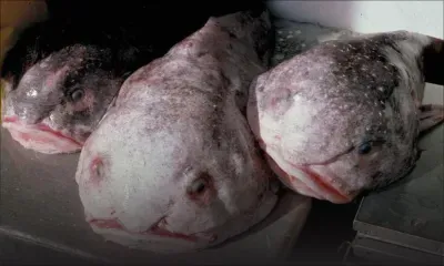 « L’animal le plus laid du monde», le blobfish, devient le poisson de l’année en Nouvelle-Zélande