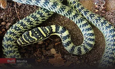 Des serpents dans l'avion: un homme arrêté à l'aéroport en Inde avec une quarantaine de vipères