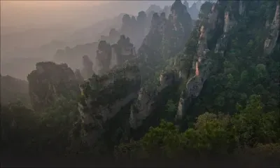 Une forêt primitive découverte en Chine