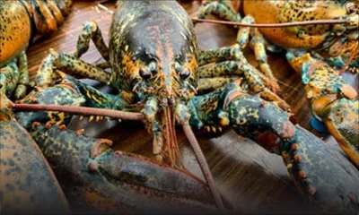 25 kilos d'homards disparaissent du Fisheries Post de Pointe-aux-Sables