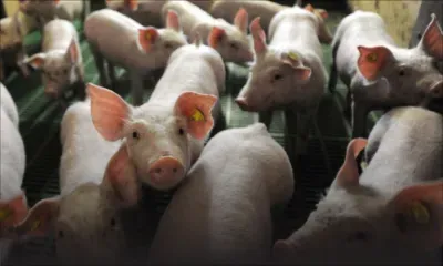 Un foyer de peste porcine africaine dans un élevage en Allemagne, près de la frontière française             