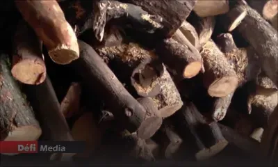 Vol de bois de santal à la State House : trois personnes interpellées