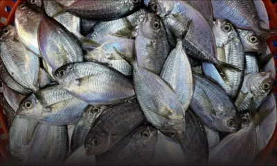 Le ‘butterfish’ retiré de la liste de «Controlled Fish Species»