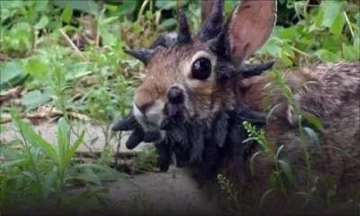 Etats-Unis : des lapins, infectés, « Frankenstein » inquiètent le Colorado