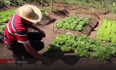 Recensement agricole par Statistics Mauritius : 10,300 agriculteurs concernés