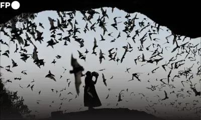 Une planète plus chaude, des animaux plus malades 