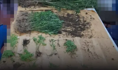 Dans l’Est : 793 plants de cannabis déracinés 