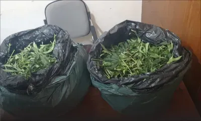 Valton :  11 kg de cannabis saisis dans un terrain en friche