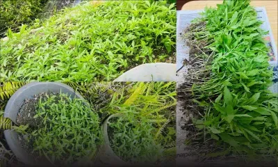 Mare-aux-Vacoas : Rs 33 millions de plants de cannabis déracinés