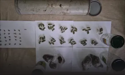 À Rose-Hill : un cuisinier de 28 ans arrêté avec Rs 850 000 de drogues 