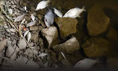 "Des poissons morts partout" : crainte de désastre environnemental en Allemagne et Pologne