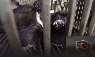 Vietnam: saisie record de 350 bouteilles de bile d'ours