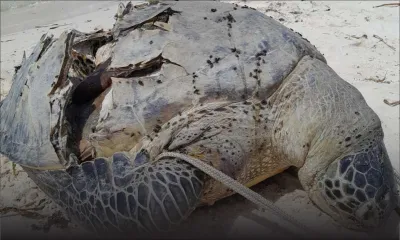 Une tortue de mer retrouvée morte à Belle-Mare