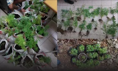 Rodrigues : il s’adonne à la culture de cannabis dans une maison abandonnée 