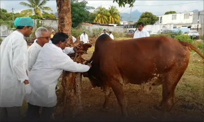 Fièvre aphteuse : 4800 animaux vaccinés 