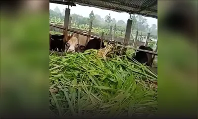Dubreuil : la police et des volontaires apportent de la nourriture à une soixantaine de vaches 