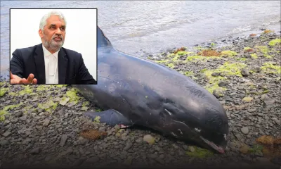 Dauphins morts : Me Rama Valayden veut connaître les causes de ce drame