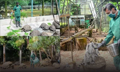 Loisirs : La Vanille Nature Park rouvre ses portes le mercredi 17 juin