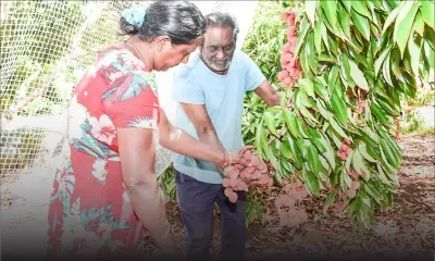 Famille Gooroochun - Vergers de letchis : entre défis et dévouement