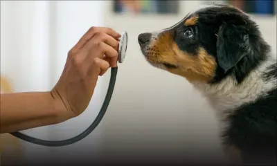 Les vétérinaires malgaches demandent aux autorités mauriciennes de les reconnaître