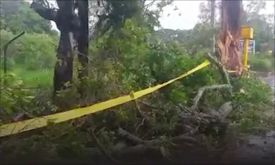 St Joseph : attention aux chutes d’arbres ! 