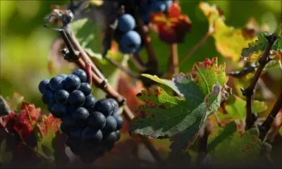 Des chauves-souris dans les vignes pour tenter d'éviter les pesticides