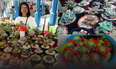 Vimala Anboo Permal : «J’ai trouvé la guérison dans les plantes»