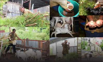 Vishnu Chandramudi : Pour l’amour des animaux