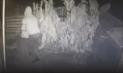 Quatre-Bornes : cet homme va enjamber un mur pour voler 80 oiseaux 