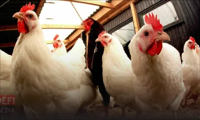 Rodrigues : le marché de volaille à l’arrêt