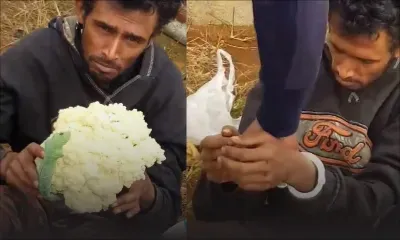 Saint-Pierre : le voleur de choux-fleurs condamné à trois mois de prison 