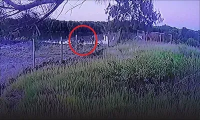 Poudre-d'Or : des centaines de crabes volés dans un barachois