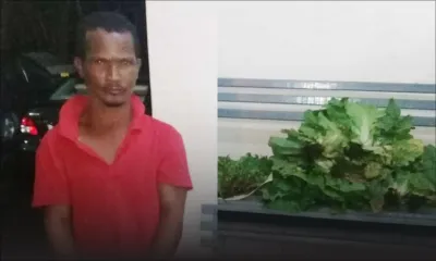 Vol à Mont-Ida : un suspect pris cotomili et brèdes dans le sac