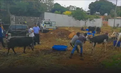 Grand-Gaube : des bœufs volés retrouvés