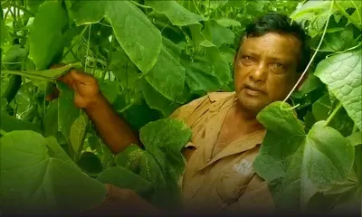 Doléances d’un planteur de concombres : « Nou pe bizn kase zete »