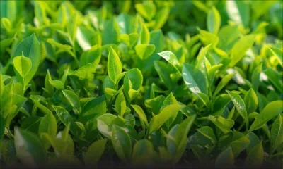 Bois-Chéri : Une femme retrouvée morte dans une plantation de thé