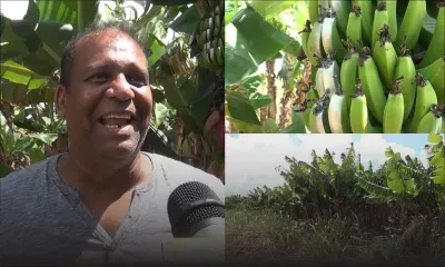 Piton : Satyajeet identifie ses bananes volées grâce à une astuce