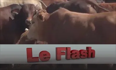 Le Flash TéléPlus - Fièvre aphteuse : le FFC soumet son rapport