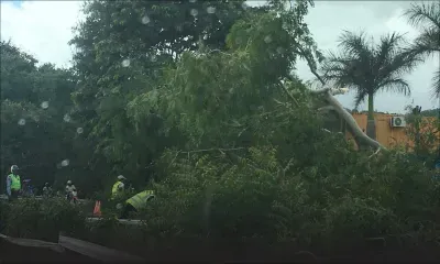 Riche-Terre : l'abattage d'arbres provoque un ralentissement de la circulation 