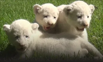 Casela: à la rencontre des lionceaux blancs