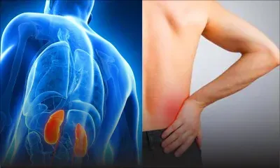 Santé : une bonne hygiène de vie pour des reins en pleine forme