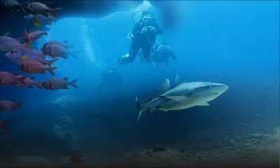 Ma plongée parmi les requins au large de Maurice