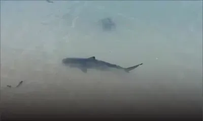Un requin «mamzel» aperçu à Anse-La-Raie