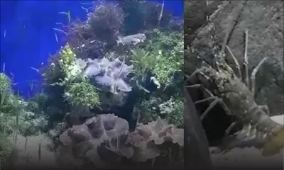 Découvrez les créatures étranges du SEA Aquarium de Sentosa Island, à Singapour 