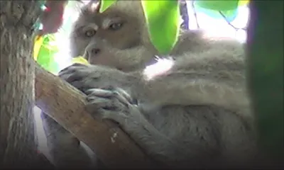 À Baie-du-Cap : un garçonnet de trois ans attaqué par un singe